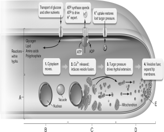 The figure below shows the cellular basis of extension of a fungal hypha. Which of the following is labeled correctly?   A)  A-apical growth zone B)  B-absorption zone C)  C-vesicles D)  D-apical growth zone E)  E-storage zone