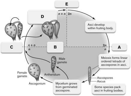 The figure below shows the life cycle of an ascomycete. What is INCORRECTLY labeled?   A)  A-mitosis B)  B-pairing of nuclei C)  C-cytoplasmic fusion D)  D-hyphae containing paired nuclei grow into mycelia E)  E-nuclear fusion