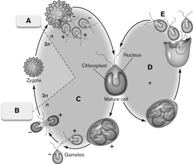 The figure below is a schematic representation of Chlamydomonas life cycle. What is INCORRECTLY labeled?   A)  A- mitosis B)  B-fusion of gametes C)  C-sexual reproduction D)  D-haploid asexual reproduction E)  E-zoospores