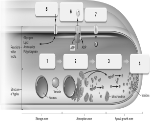Use the figure below to describe the process of hyphal extension in fungi.   