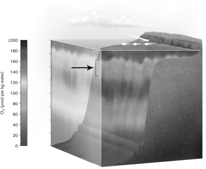 The upper region indicated in the figure below is called   A)  deep oxycline. B)  upwelling zone. C)  benthos. D)  oxygen minimum zone. E)  upper oxycline.