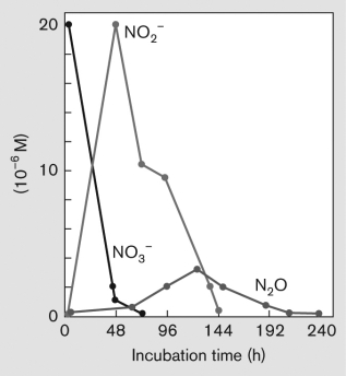 What does the increase in nitrite (NO₂⁻) and nitrous oxide (N₂O) in the following figure indicate? Describe this process in detail.   