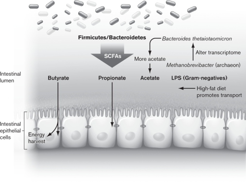 Using the figure below, demonstrate how butyrate influences appetite.   