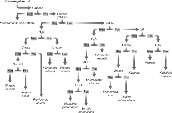 The diagram shown below shows information relative to Gram-negative rods. We CANNOT consider this diagram to be a(n)    A)  example of tests available on an API 20E strip. B)  algorithm. C)  dichotomous key. D)  example of tests used to determine which type of Enterobacteriaceae an unknown might be. E)  random collection of tests for Gram-negative bacteria.