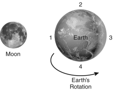 The figure below shows the Earth-Moon system.At which of the marked locations do high tides occur?   A)  1 B)  1 and 3 C)  1 and 4 D)  2 and 4
