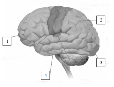   Among the functions localized in the area designated  1  above are A)  decision-making and planning. B)  processing of sound and visual recognition of objects. C)  generating movement and perceiving body position. D)  primary visual processing and perception of movement.