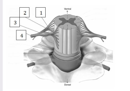 The structure designated  3  in this illustration   A)  transmits efferent data from the central nervous system to muscles and glands. B)  transmits afferent data from the periphery to the central nervous system. C)  is a mixed nerve,carrying both afferent and efferent data to and from the central nervous system. D)  is a sympathetic ganglion,and participates in autonomic arousal.