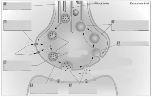   The influx of calcium ions during exocytosis A)  returns the synaptic vesicles to the cell body for refilling. B)  triggers the activation of autoreceptors on the presynaptic membrane. C)  causes synaptic vesicles to migrate to the presynaptic membrane. D)  signals the vesicles to store additional neurotransmitter molecules.