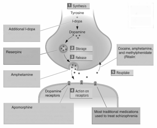   In the process illustrated in this figure,which drugs act as antagonists? A)  Additional l-dopa,amphetamine,cocaine,and methylphenidate B)  Reserpine and most traditional medications used to treat schizophrenia C)  Cocaine,amphetamine,and methylphenidate D)  Apomorphine and most traditional medications used to treat schizophrenia