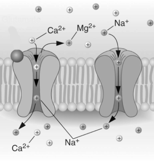   In the process illustrated in this figure,the binding of neurotransmitter coupled with the activation of a nearby receptor leads to the ejection of a molecule of ____________________,allowing ____________________ and ____________________ to enter the cell.