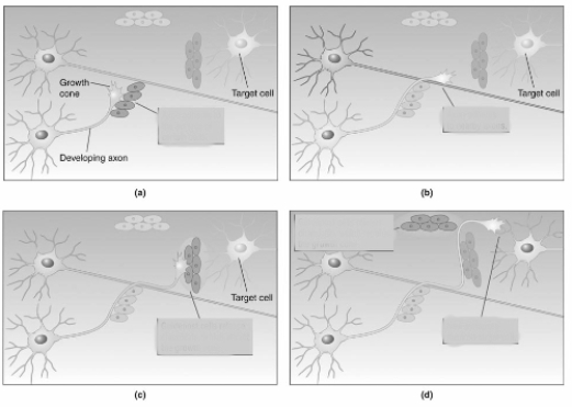   In (b) above,what is the name of the process that is illustrated? A)  Cell adhesion B)  Fasciculation C)  Differentiation D)  Neurogenesis