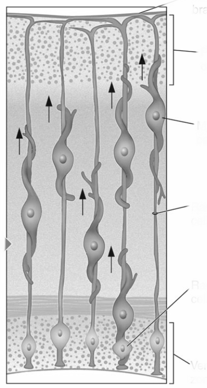   In this illustration,migrating cells from the ____________________ zone wrap around ____________________ in order to find their correct location in the developing cortex.