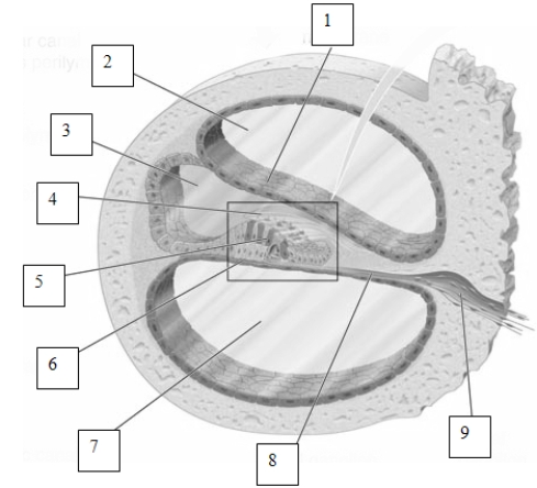   Which of the membranes in the cochlea is labeled number  6  in this image? A)  the tympanic membrane B)  the basilar membrane C)  Reissner's membrane D)  the tectorial membrane