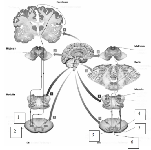   The pathway indicated by the number 3 in the figure originates in the ____________________ and is known as the ____________________ tract.