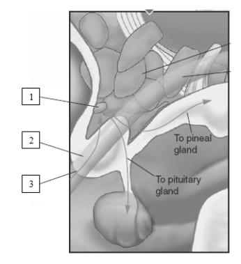   The pathways labeled number 2 and number 3 in this illustration originate in the A)  suprachiasmatic nucleus (SCN) . B)  preoptic area (POA) . C)  retina. D)  basal forebrain.