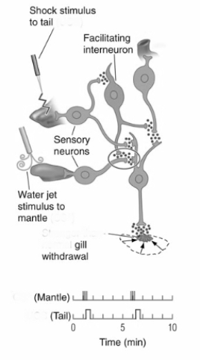   The procedure illustrated in this figure will result in A)  sensitization of the Aplysia gill-withdrawal reflex. B)  classical conditioning of the Aplysia gill-withdrawal reflex. C)  habituation of the Aplysia gill-withdrawal reflex. D)  extinction of the Aplysia gill-withdrawal reflex.