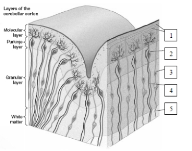   The structure identified as number 5 in this illustration represents a A)  parallel fiber. B)  climbing fiber. C)  mossy fiber. D)  perforant pathway fiber.