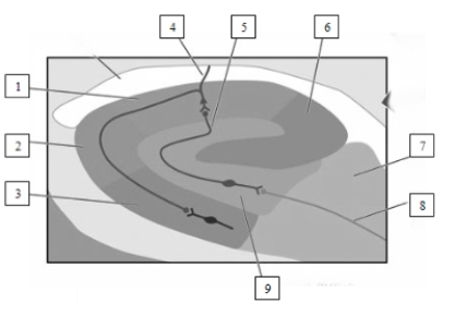   Information from structure number 1,known as ____________________,leaves the hippocampus via structure number ____________________,which forms the ____________________.