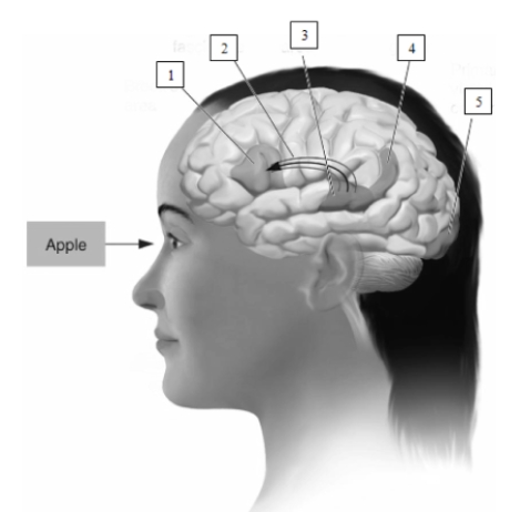   During reading,information travels from the structure numbered 3 in this illustration,which is ____________________,to the structure numbered 1,____________________,by way of the structure numbered 2,____________________.