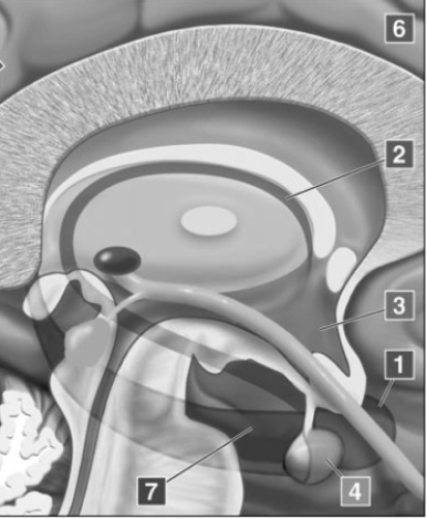   This illustration shows which of the following brain circuits? A)  the mesolimbic system B)  Papez circuit C)  the HPA axis D)  the general adaptation system