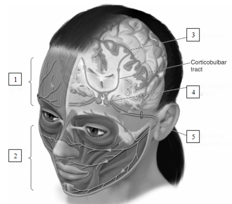   Information from the structure labeled number 3,the ____________________,travels to the structure labeled number 4,the ____________________,and then to the facial muscles via the structure labeled number 5,the ____________________.