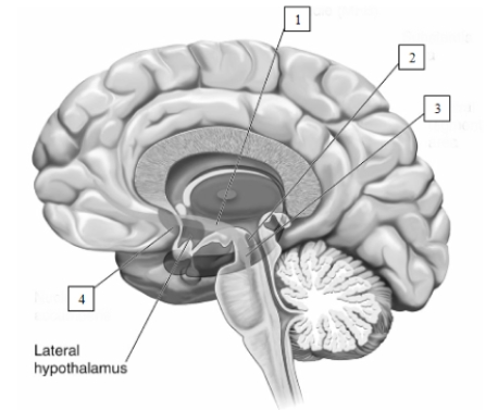   The structure labeled number 1,the _________________________,connects the structures labeled 2,the ____________________,and ____________________,with the structure labeled 4,the ____________________ and other areas of the frontal lobes.
