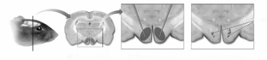   -The purpose of conducting research using the technique illustrated in this figure is to  A) discover the boundaries of the target area of the brain.  B)  identify the chemicals present in the target area of the brain.​  C)  identify the function of the target area of the brain.​  D)  discover the connections to and from the target area of the brain.​