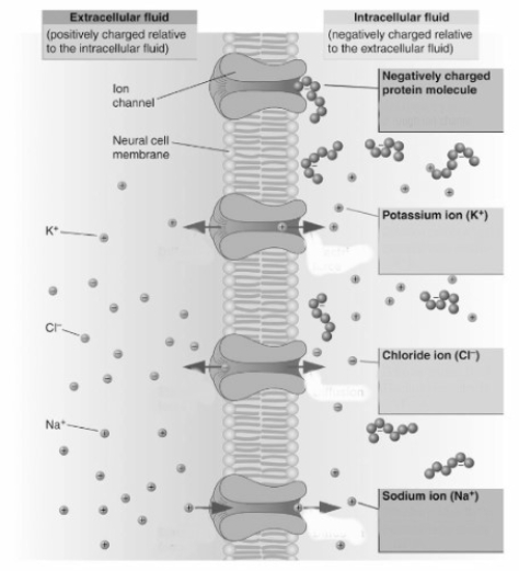   -Potassium ions (K+)are pushed ____________________ the cell by diffusion and ____________________ the cell by electrical force.