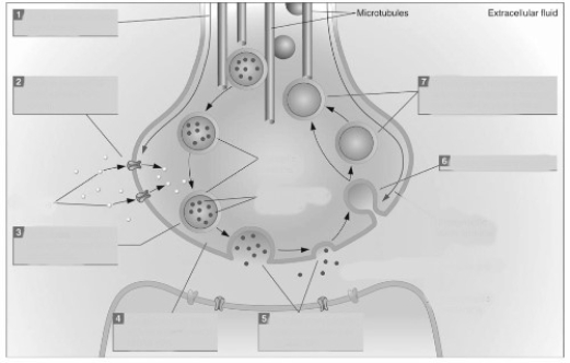   -Briefly identify the steps of exocytosis that correspond to numbers 1 through 7 in this illustration