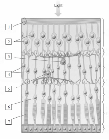   -Identify each of the fiber and cell types indicated by numbers 1-7 in this image,and briefly describe the function of each in visual processing.​