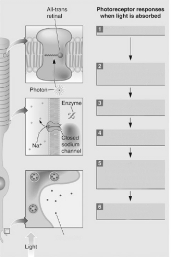   -Describe the sequence of events (steps 1-6)illustrated in this figure,beginning with the absorption of light by the photoreceptor and ending with the release of neurotransmitter.​