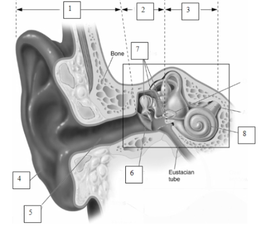 (see Figure 7.3)     -The structure indicated by the number  8  in this image is the​  A) cochlea.  B) pinna.  C) ossicle.  D) incus.