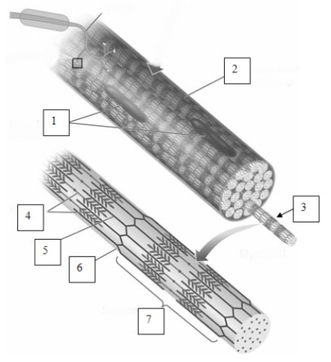   -The structure indicated by the number 3 in this image is   A) myofibril.  B) z-line.  C) sarcomere.  D) motor end plate.