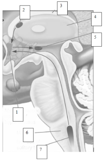 (see Figure 9.12) ​    -The numbered structures in this image regulate which of the following phenomena?​  A) Hunger  B) Temperature  C) Thirst  D) Sex