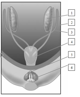(see Figure 10.4)​    -The structure labeled number 1 in this illustration is known as a ____________________,which will develop into the ____________________ in males and into the ____________________ in females.