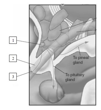   -The labeled number 2 in this illustration indicates the​  A) suprachiasmatic nucleus (SCN) .  B) preoptic area (POA) .  C) retina.  D) basal forebrain.