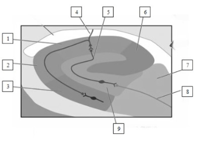   -What fiber pathway is indicated in this illustration by the number 8?​  A) the perforant pathway  B) the fornix  C) the mossy fiber pathway  D) the climbing fiber pathway
