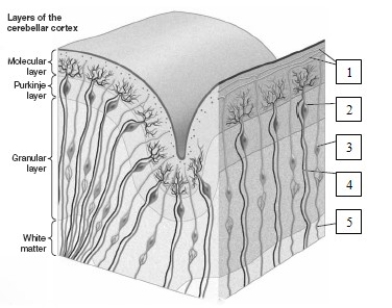   -Long-term depression (LTD)has been recorded in the structure labeled number ____________________ in this illustration,which is a ____________________,when the structures labeled ____________________ and ____________________,known as ____________________ and ____________________,were simultaneously stimulated.​