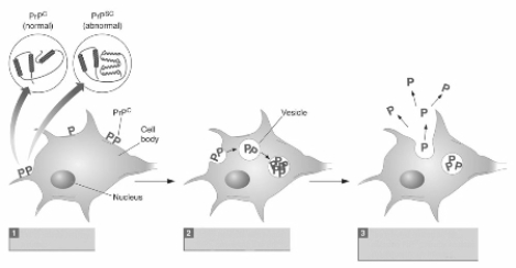 Figure 15.10    -Making reference to the processes labeled 1 through 3 in this illustration,describe the progression of infection in a transmissible spongiform encephalopathy (TSE).