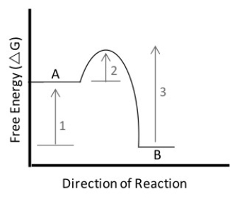 <strong>Figure 3.3 In the figure above,which of the following statements is true?</strong> A)The reaction is considered to be endergonic. B)The free energy change of the reaction is indicated by arrow #1. C)The reaction will have a positive G value. D)The free energy change of the reaction is indicated by arrow #2.
