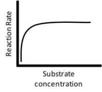 <strong>Figure 3.4 The figure above represents a reaction with a fixed enzyme concentration.As the concentration of substrate increases,the graph eventually levels off and reaches a plateau.Which of the following statements best describes the reason for this?</strong> A)As the reaction proceeds,the enzyme is broken down by the substrate until no enzyme is left to continue the reaction. B)As the reaction proceeds,all of the active sites of the enzyme become saturated such that a maximum catalytic rate is reached. C)As the reaction proceeds,the product begins to occupy the active site of the enzyme such that a maximum catalytic rate is reached. D)As the reaction proceeds,the enzyme is denatured due to the increased levels of product being formed.
