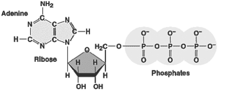 Figure 9.1   -Refer to Figure 9.1.What characteristic of this molecule (ATP) is responsible for its high energy level compared to AMP? A) the nitrogen atoms in adenine B) the phosphorus atoms in the phosphate groups C) the C-H bonds of the ribose sugar D) the closely spaced negative charges associated with the phosphate groups