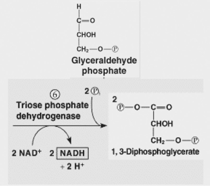 Figure 9.2   -Refer to Figure 9.2.Which reactant molecule becomes reduced in the following chemical reaction? Glyceraldehyde phosphate + NAD⁺ → diphosphoglycerate + NADH + H⁺ A) glyceraldehyde phosphate B) the electrons C) NAD⁺ D) phosphate