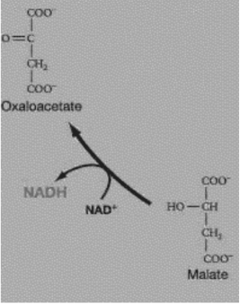 Figure 9.3   -Refer to Figure 9.3.Which of these statements concerning the following reaction is true? Malate + NAD⁺ → oxaloacetate + NADH + H⁺ A) Malate is more oxidized than oxaloacetate. B) Malate is more reduced than oxaloacetate. C) NAD+ is more reduced than NADH. D) Oxaloacetate is more reduced than malate.