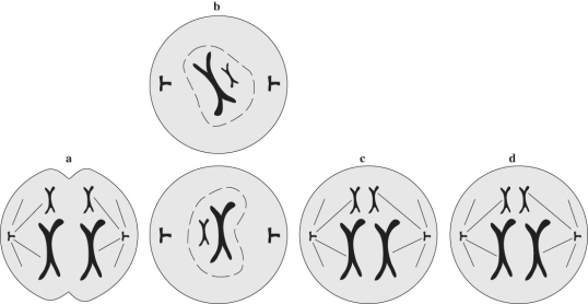 Figure 12.4   -Refer to Figure 12.4.Put the stages of meiosis shown here in the order that they would occur in a cell. A) a,c,d,b B) c,a,b,d C) c,a,d,b D) a,b,c,d