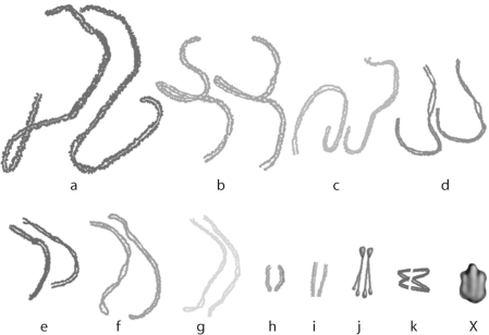Figure 12.5   -Grasshoppers have 11 pair of autosomes,and one sex chromosome.Which chromosome in Figure 12.5 is the sex chromosome? A) e B) X C) j D) k