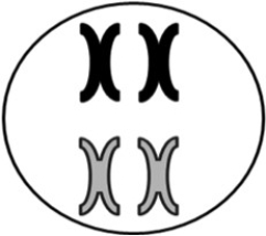   -Just prior to meiosis,DNA is replicated.Each resulting piece of replicated DNA is considered to be ________ chromosome(s) and is made up of ________ chromatic(s) . A) 1;1 B) 1;2 C) 2;2 D) 1;4 E) 2;4