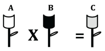 Figure 13.2 Analyze the results of crosses and pedigrees to determine whether genes or alleles are autosomal or X-linked, dominant or recessive, linked or on different chromosomes.    -In the figure above,flower A was crossed with flower B to produce flower C.The phenotype of flower C is the result of A) incomplete dominance. B) codominance. C) the passing on of a sex-linked trait. D) aneuploidy.