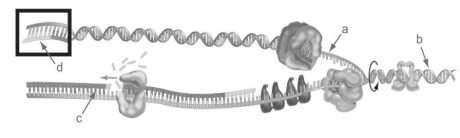 Figure 14.2   -Identify the lagging strand in Figure 14.2. A) a B) b C) c D) d
