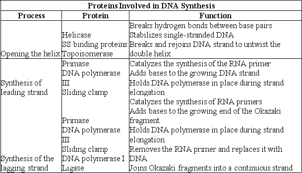 What can you infer from the information presented in this table?   A) DNA polymerase I and DNA polymerase III are the same enzyme found in different organisms. B) DNA polymerase I and DNA polymerase III have different functions. C) The sliding clamp molecule is a ribozyme. D) Topoisomerase is involved in proofreading activity.